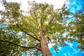 Central, LA Tree Care Company