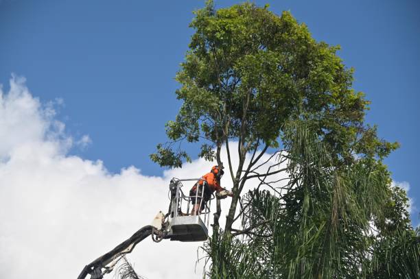 Best Storm Damage Tree Cleanup  in Central, LA