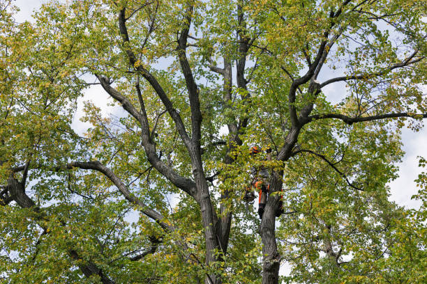 How Our Tree Care Process Works  in  Central, LA